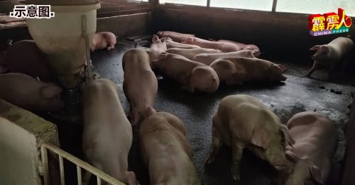 李启源：兽医局抽样本化验 防止病毒进入养猪场