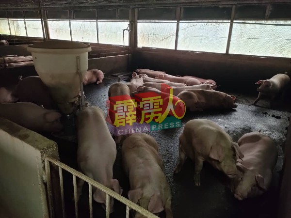 霹雳州有3家养猪场受非洲猪瘟影响，共3724只猪受感染。 （档案照）