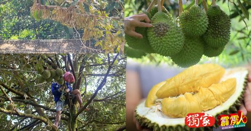 ◤霹雳头条◢ 榴槤业者坦言 今季挑战重重