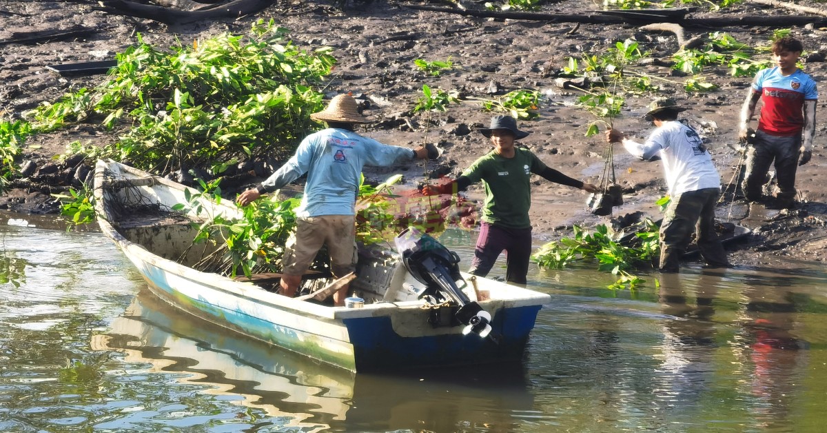 环境活跃份子协会成员和居民配合，以船隻将红树苗载送至对岸红树林。