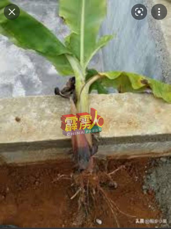 男往生者在斩草除根仪式，需使用小颗的连茎香蕉树。