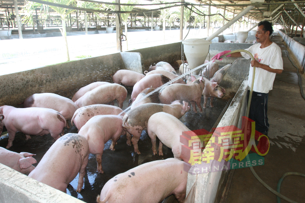 生猪价格今年开始至今已7度涨价，猪肉商唯有减产应对。（档案图）