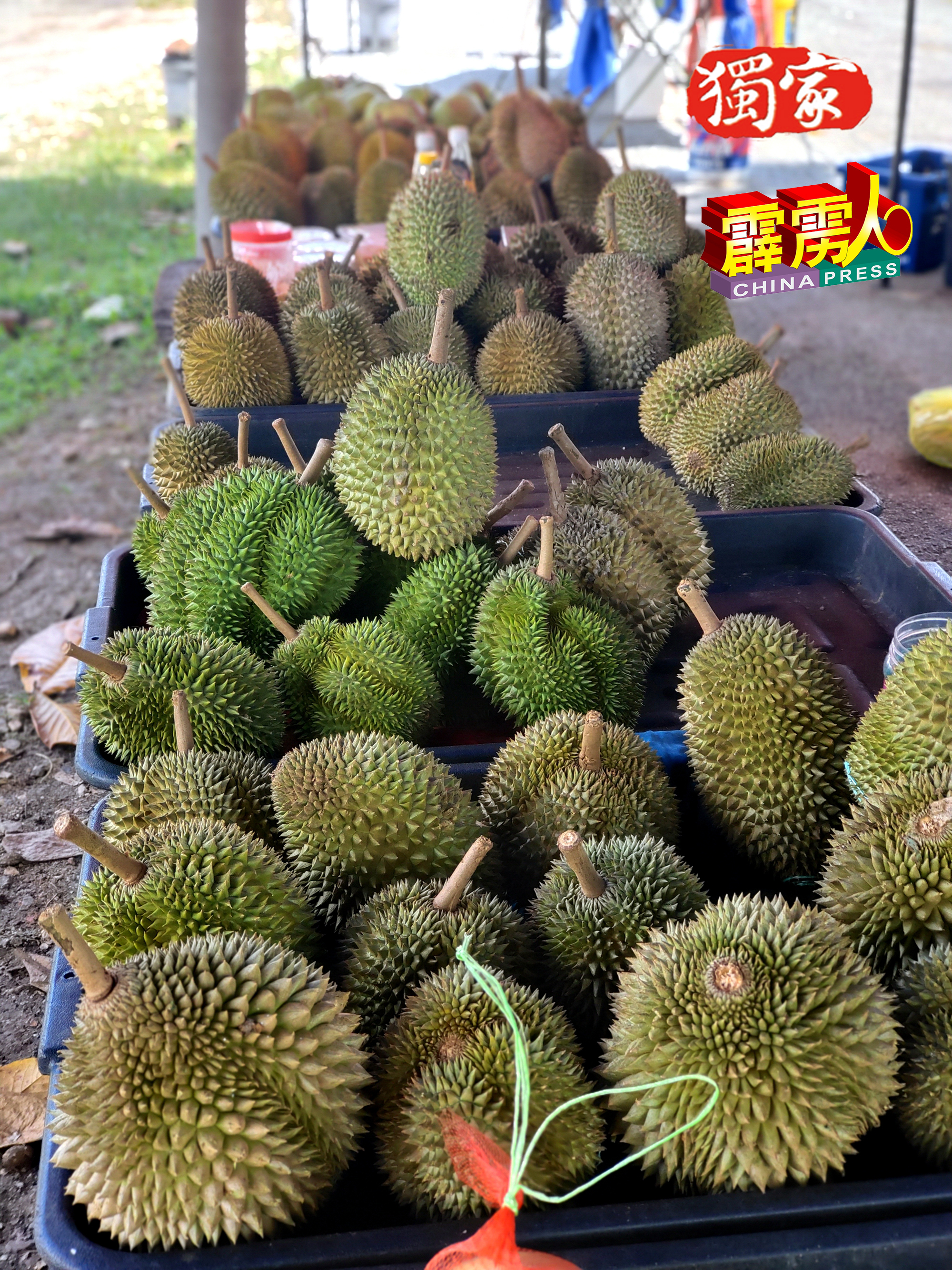 “榴槤出、沙笼脱”，意思是为了好吃的榴槤，不惜把沙笼拿来当掉，藉此形容人们对榴槤喜爱的程度。