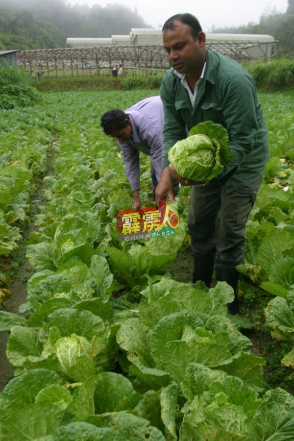 在菜园工作外劳日渐难求，就算高薪聘请也未有人应徵。（档案图）