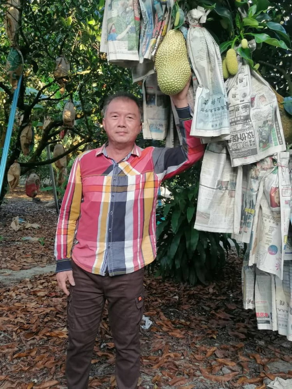 陈荣全展示其亲手栽种的榴梿尖不叻，满足感十足。