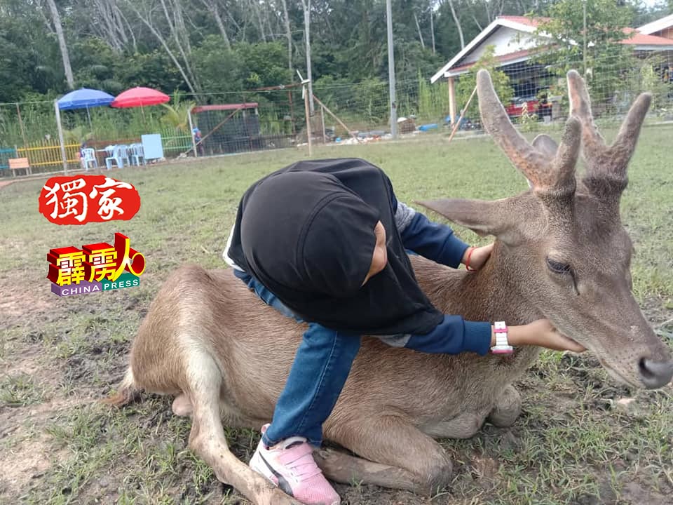 小朋友骑在鹿背上与驯鹿玩耍，渡过难忘的一天。（图自：Rumah Ayah An Rusa Dan Kelulut Lenggong）