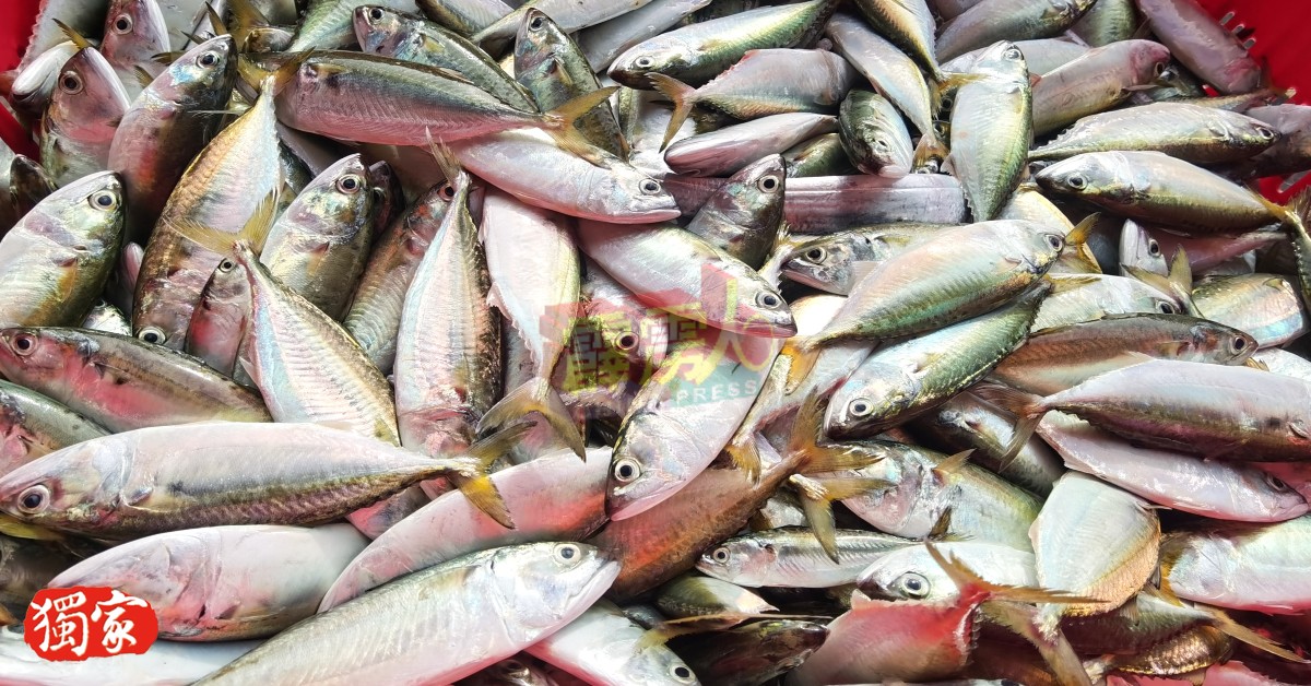 新鲜上岸的甘望鱼是製鱼肉干的“主角”！