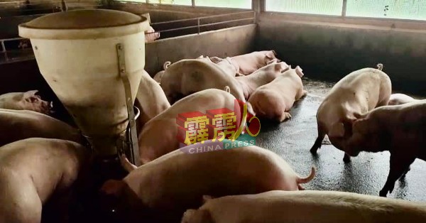 霹雳州在2019年至2022年为国内最大猪肉出产州。