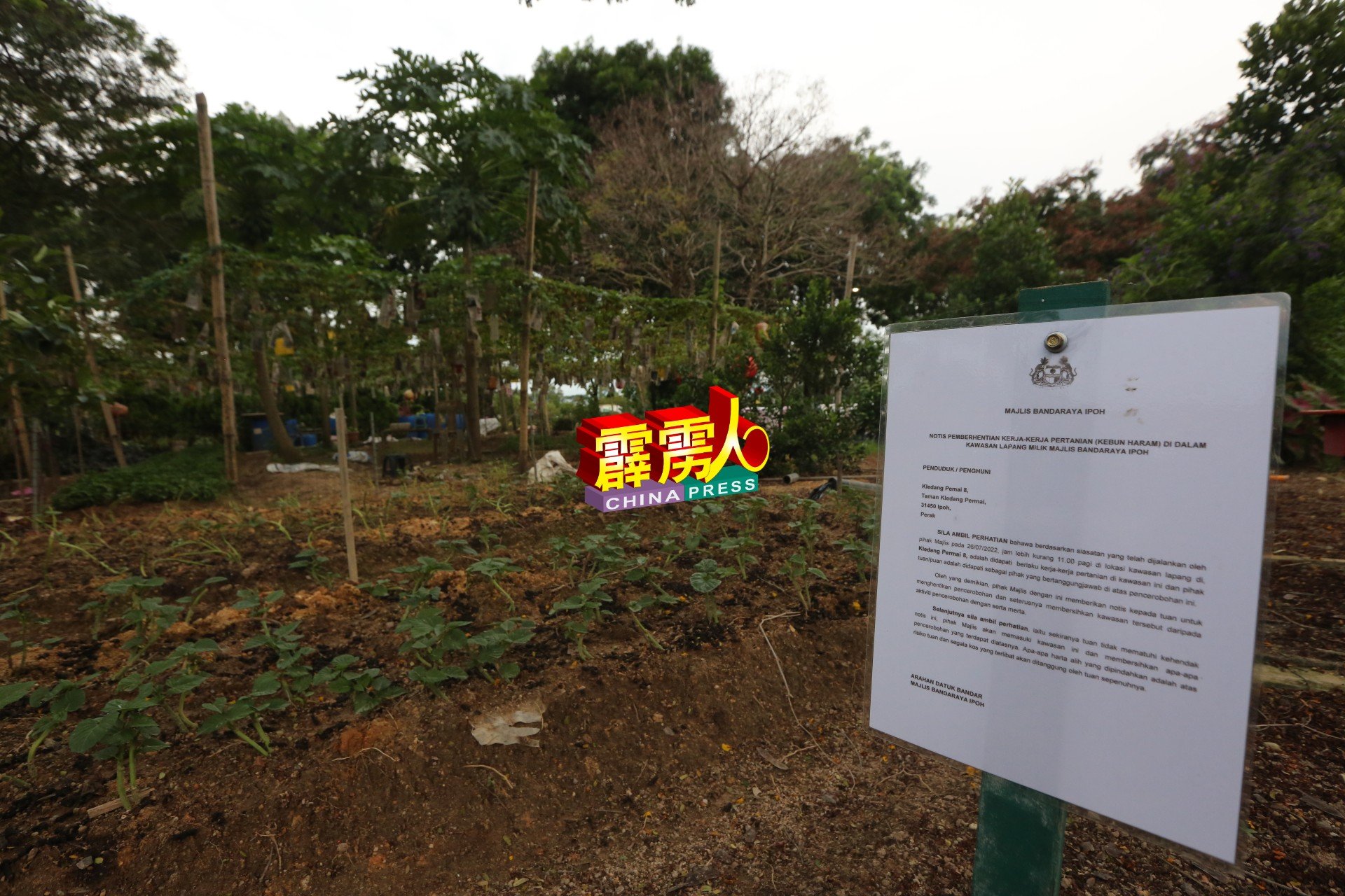 怡保市政厅在该“菜园”张贴要求清除农作物的告示。