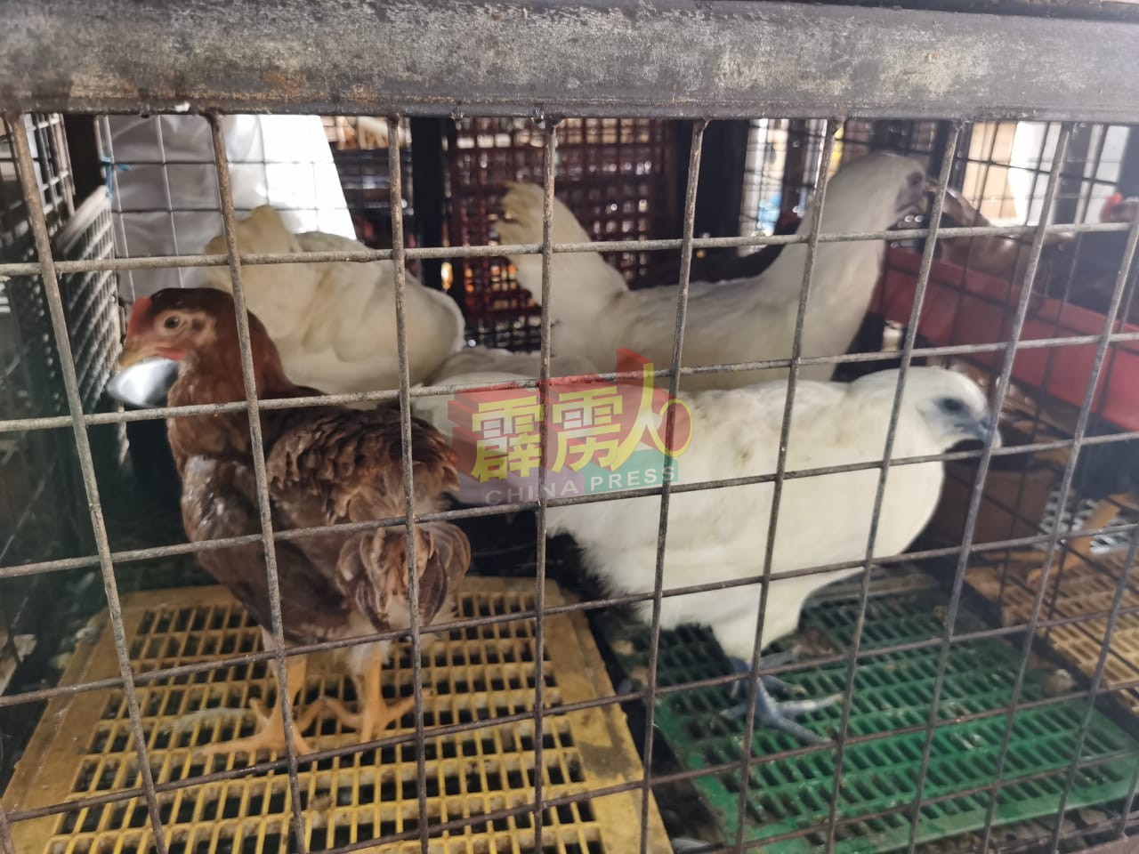活鸡价格目前每公斤为7令吉20仙。