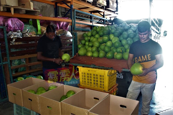 以罗厘运抵的打扪柚子，在经过去除不必要的枝桠后，将装箱送往各地销售。