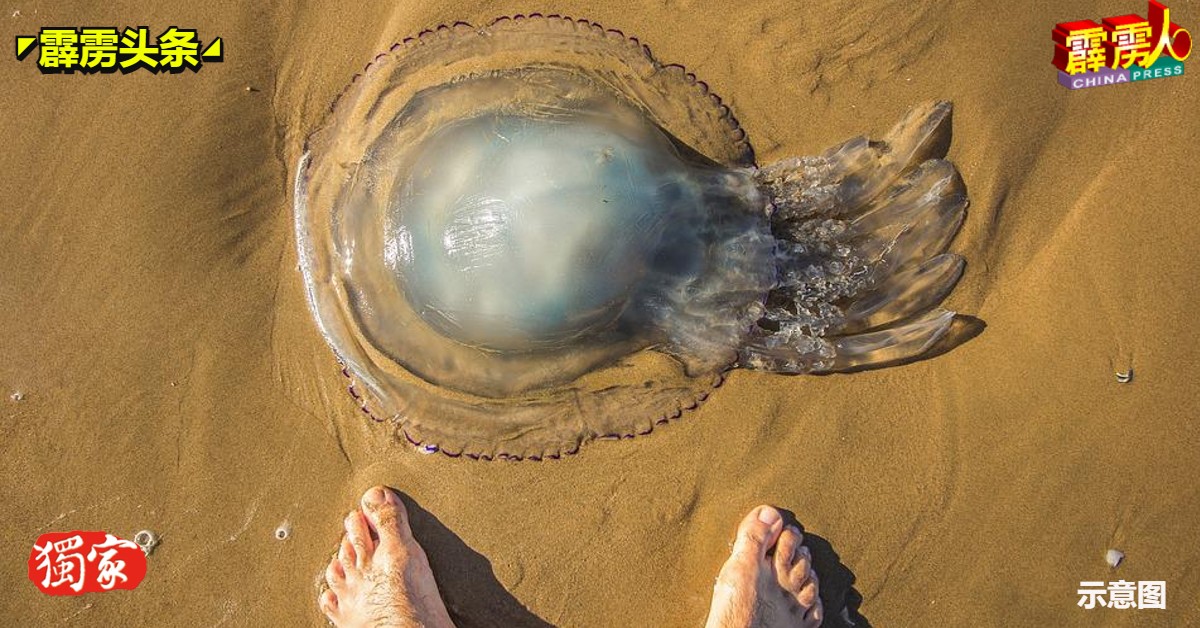 民众若在海滩处发现水母搁浅，不论死活，受促勿触碰或踩踏。（示意图）