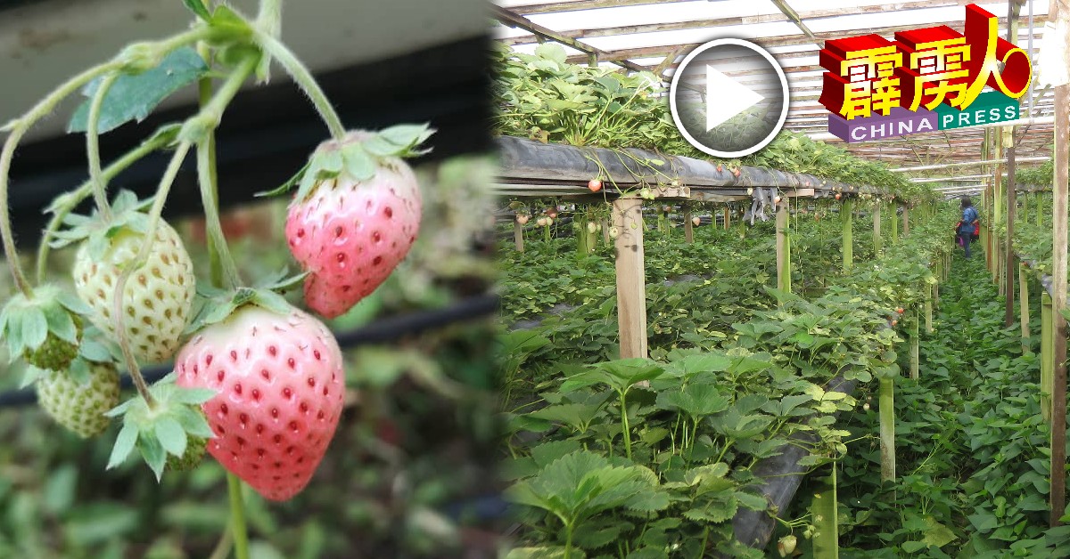 试种成功的白草莓真美！