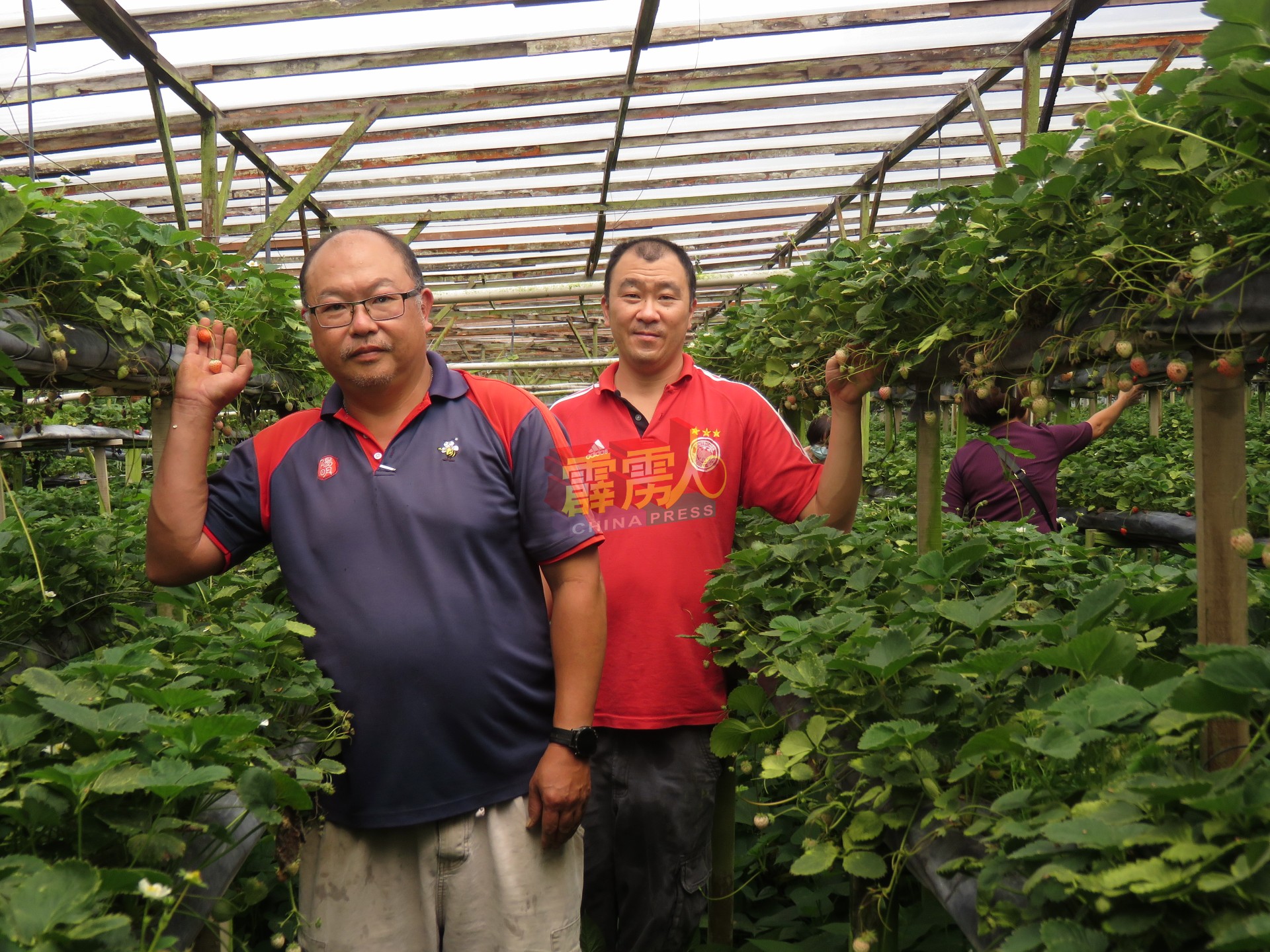 金马仑直冷甲草莓业者黄家荣（左） 与黄家伦（右）兄弟 ，分享在行动行动管制令期间成功试种的白草莓。