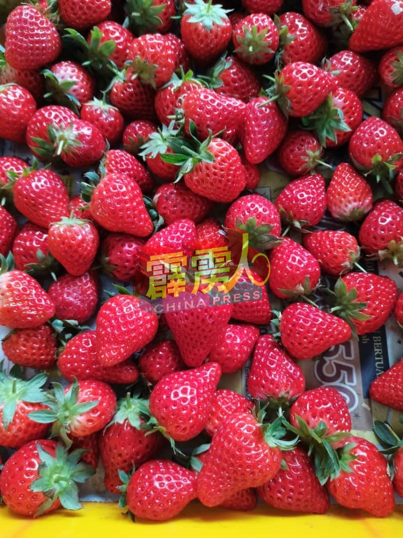 黄家荣与黄家伦兄弟草莓园出产的，主要是红草莓。