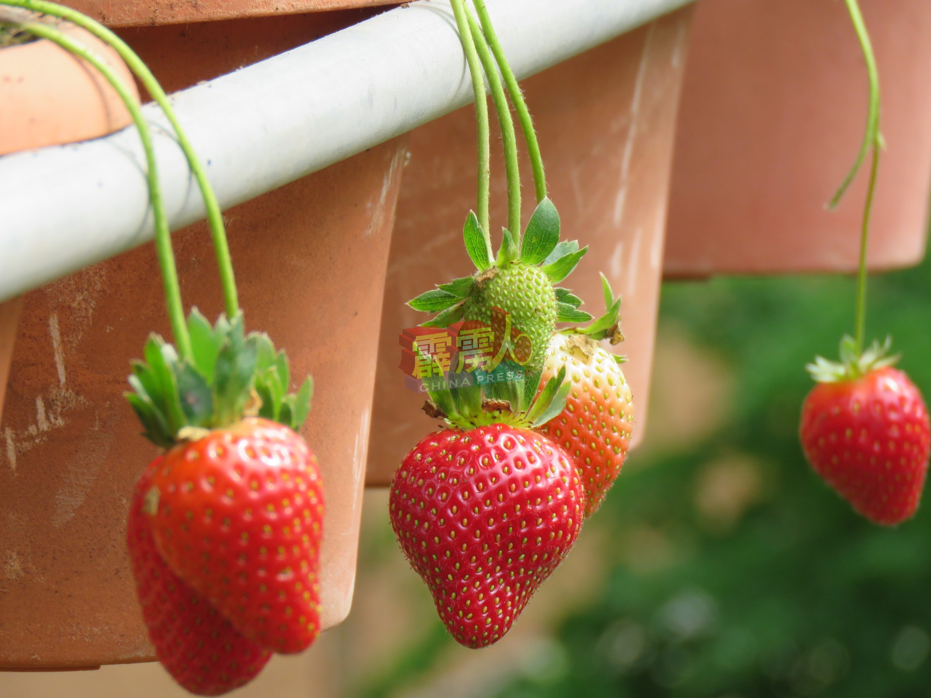 草莓是金马仑最具代表性的水果。