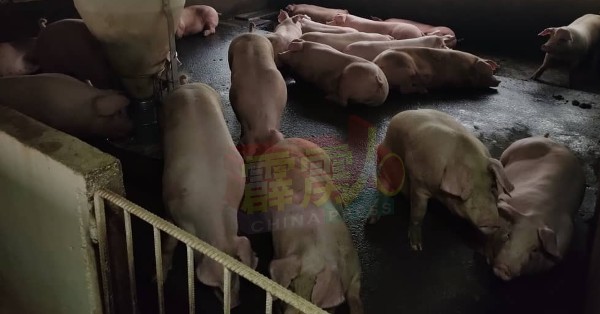吉辇县有2养猪场出现非洲猪瘟病例，霹州政府通过兽医局正在销毁剩余的88头感染猪瘟的猪只。 （档案照）