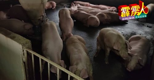 霹吉辇2养猪场爆发猪瘟  拉兹曼：兽医局销毁88头
