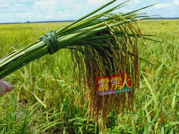 这造的稻谷售价，决定稻农明年是否过上好年。