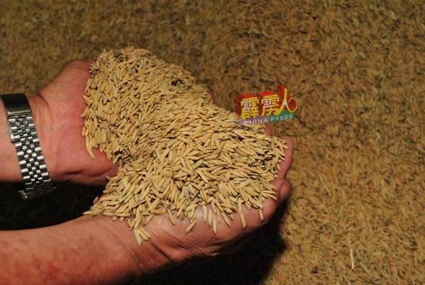 肥料、农药与人工都高涨，让每粒稻谷都得来不易。