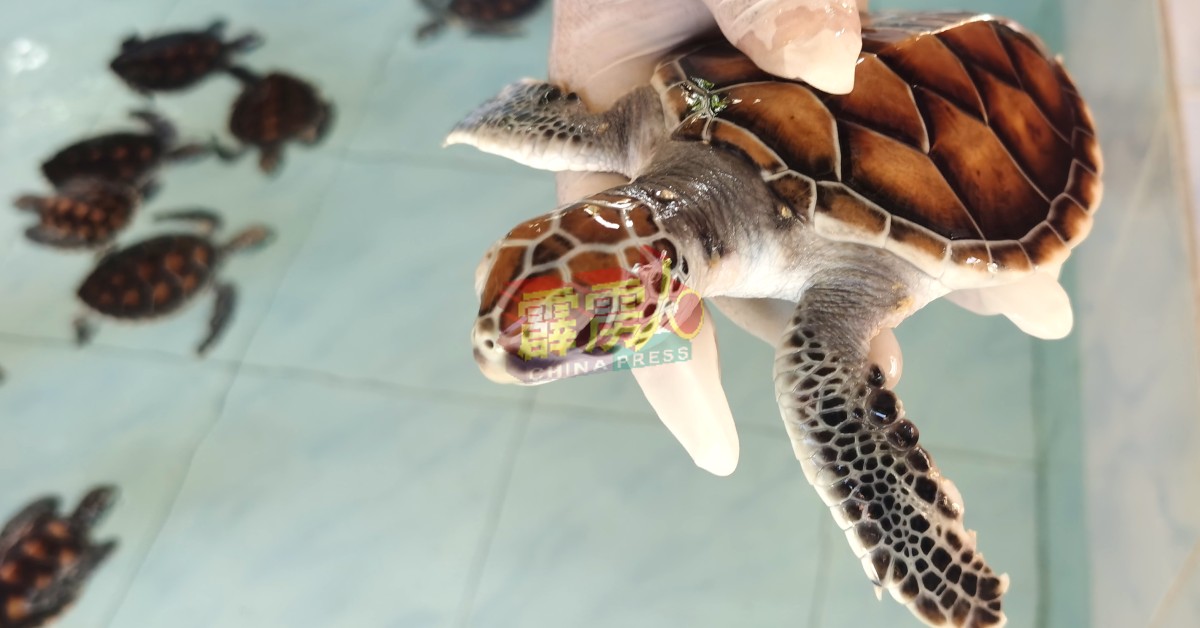 昔加里巴西班让长年迎来海龟上岸下蛋。