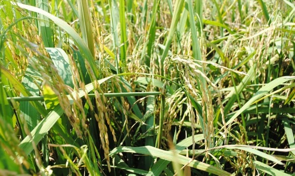 近年来稻谷收成不理想，但肥料与农药价格却不断高涨。