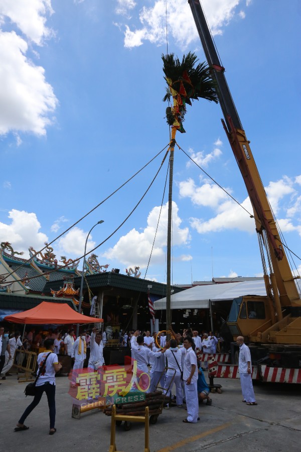 斗母宫出动起重机，竖立60尺高槟榔树。