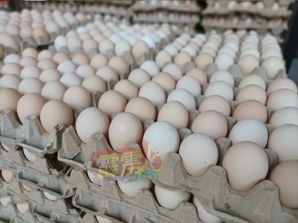 普通鸡蛋的缺货，带动甘榜鸡蛋、Omega鸡蛋和马草蛋等鸡蛋生意。