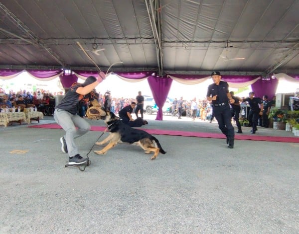 紧张刺激的警犬追捕匪徒表演。