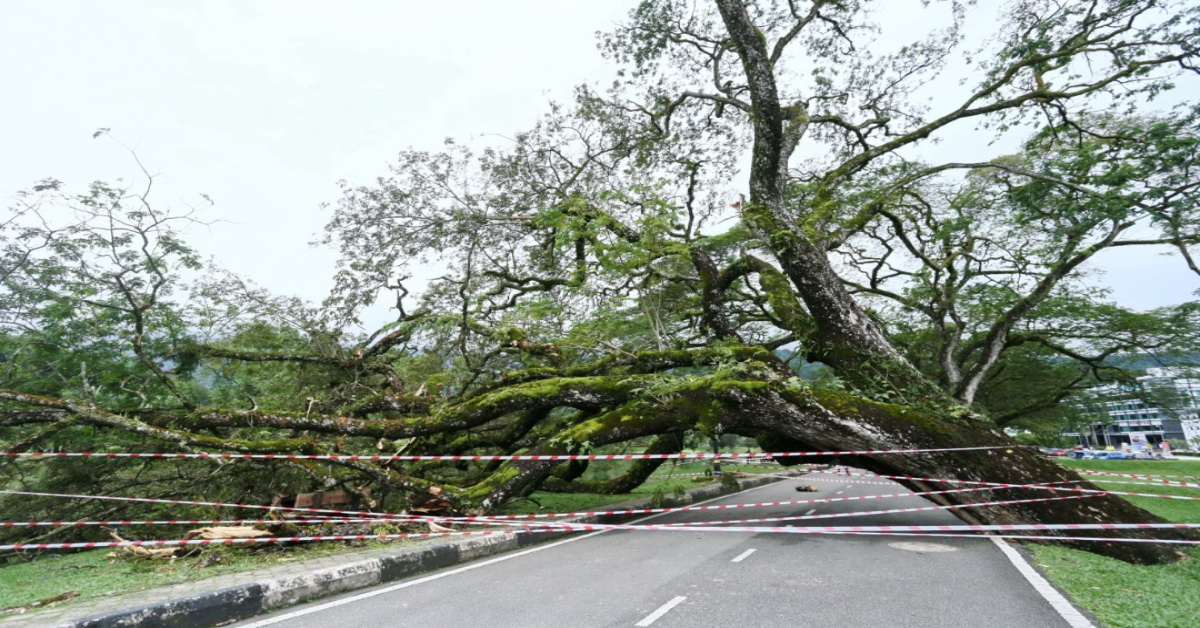 位于太平湖靠近中国桥景点附近的一棵百年雨树,不堪风雨吹打而轰然倒下。