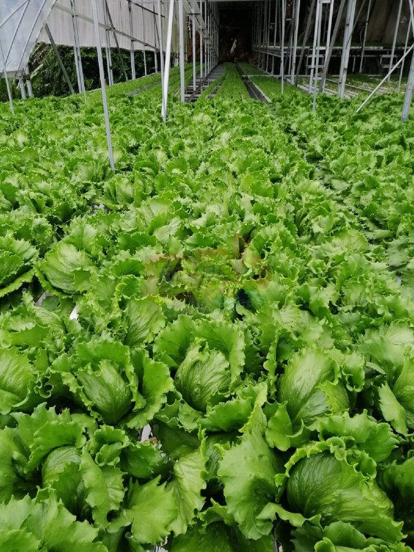 菜农告知，目前叶菜的菜园价已涨至每公斤逾3令吉。