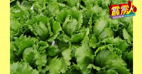 雨季影响蔬菜收成  金马仑菜农减产约50%
