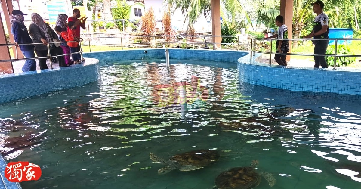 昔加里海龟孵育中心内，仅有零星的参观民众。