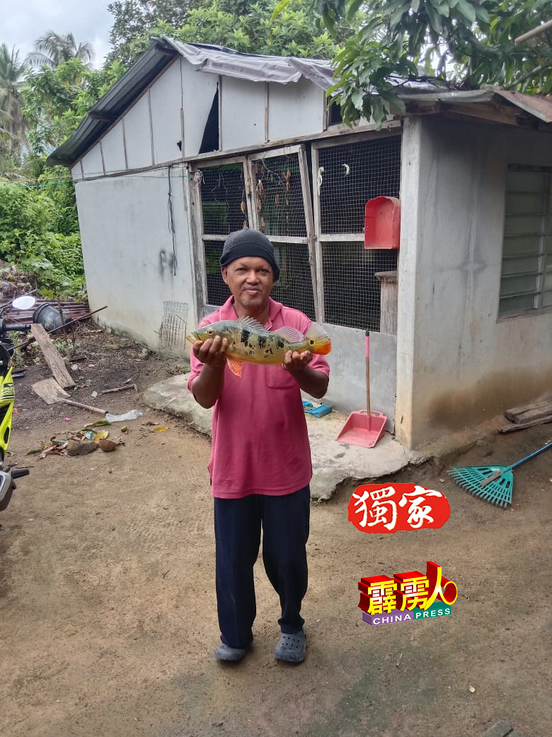 E先生展示曾钓获的孔雀鲈（Ikan Raja）。
