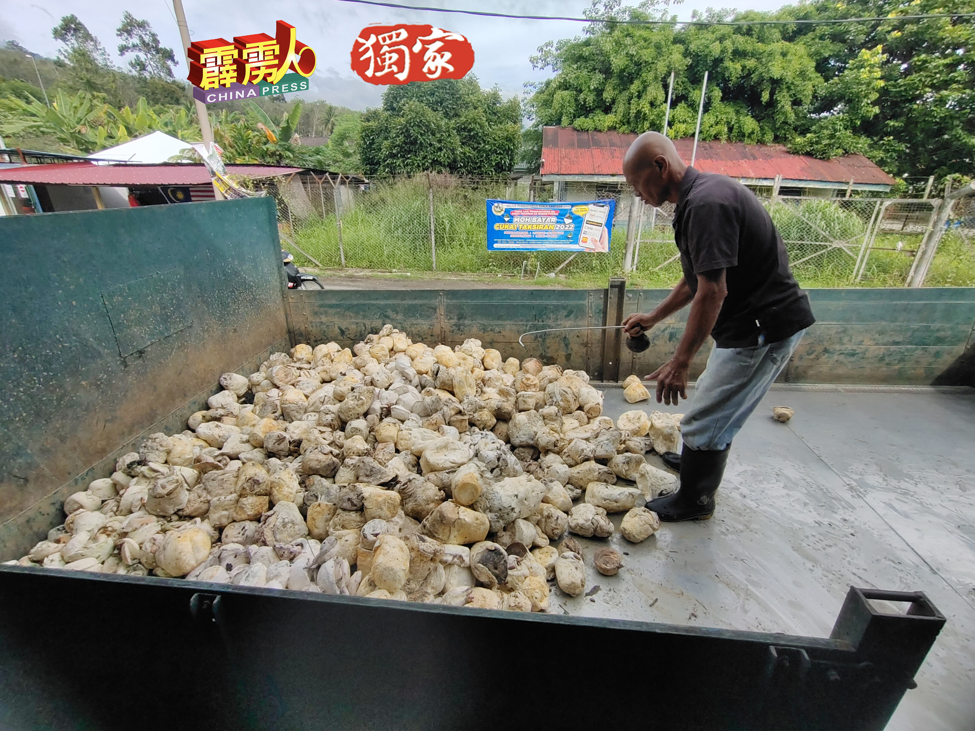 天气好的时候，利民加地新村橡胶收购商每天平均可以收到约5吨的胶丸，如今面对雨季、胶价及霉叶病打击，一天只收获逾500公斤的胶丸。