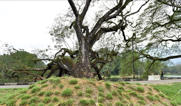 太平湖倒下的百年雨树获得抢救后，恢复生长。