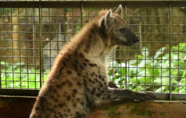 鬣狗加入太平动物园，增添参观魅力。