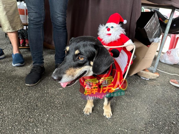 狗狗穿上圣诞服饰，十分可爱。