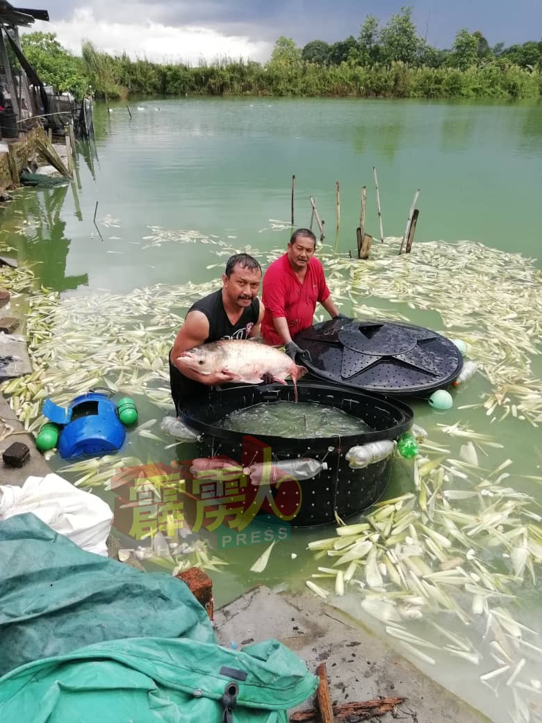 拉欣的淡水鱼养殖场，在当地耕耘已有30多年。 （受访者供）