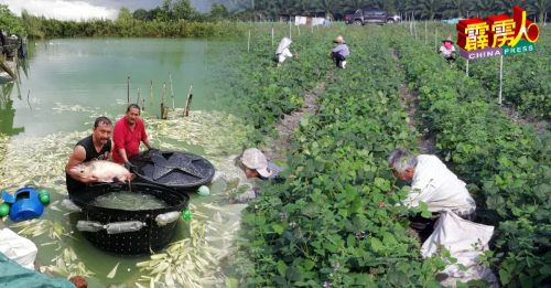 珠宝16农民入禀高庭 求清空农地 缓一缓