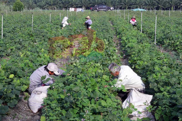 农耕地的食物生产是农民的生计，也影响粮食安全。 （档案照）