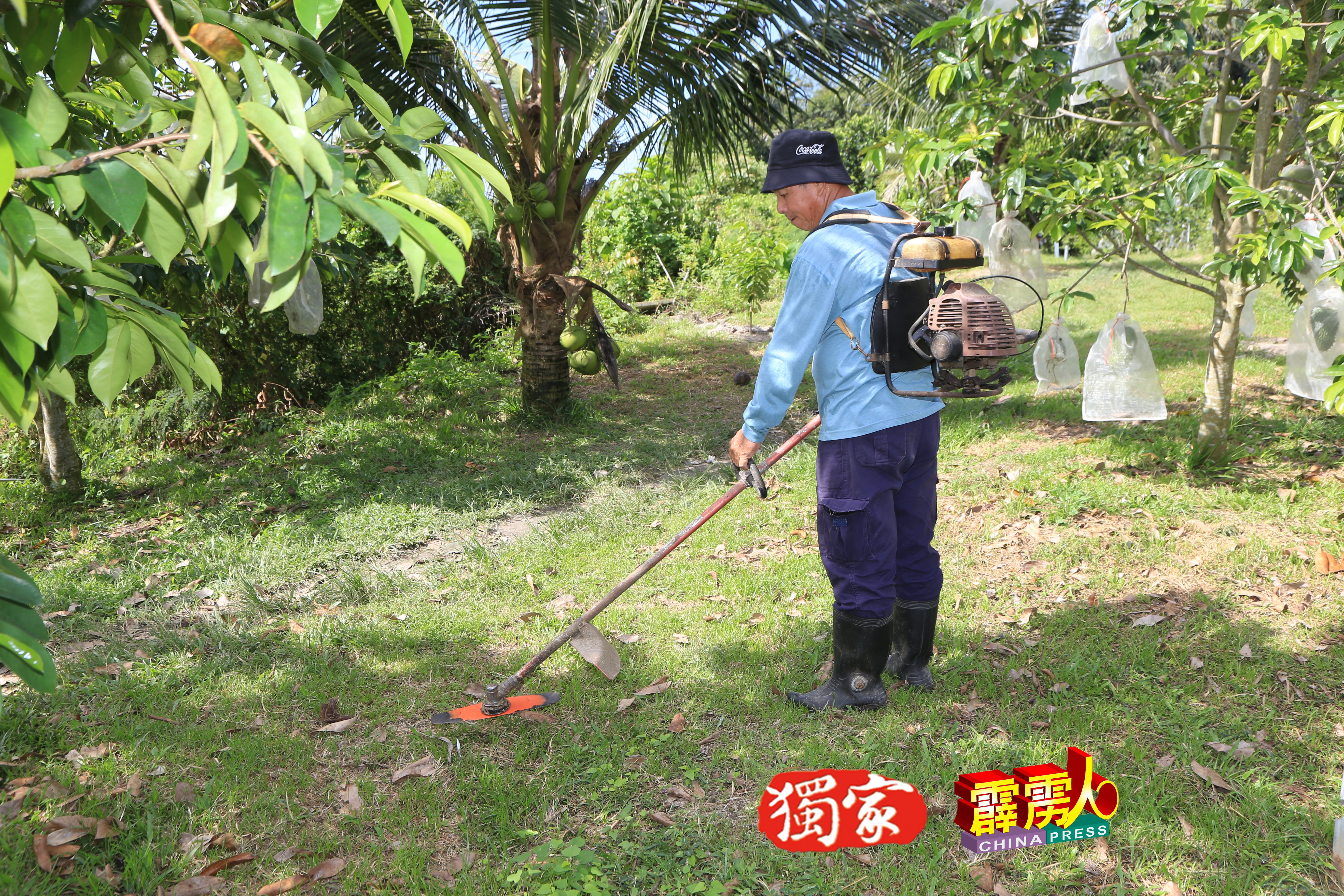 定期除草，有助红毛榴槤果树吸收更多土壤的养分。