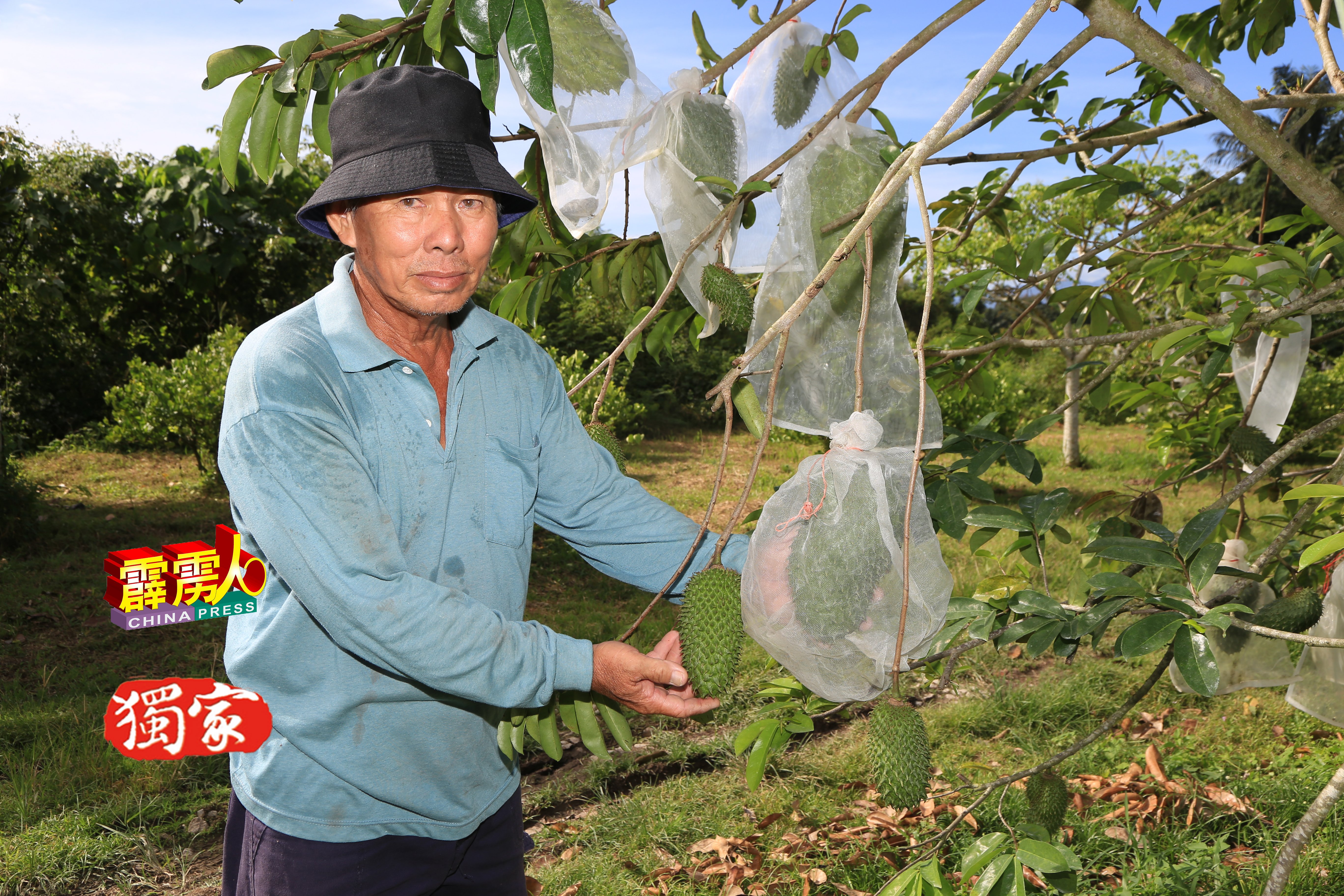 郑观福待红毛榴槤果实长得如拳头般大小时，开始为它包裹纱布，以防止果蝇叮咬变质。