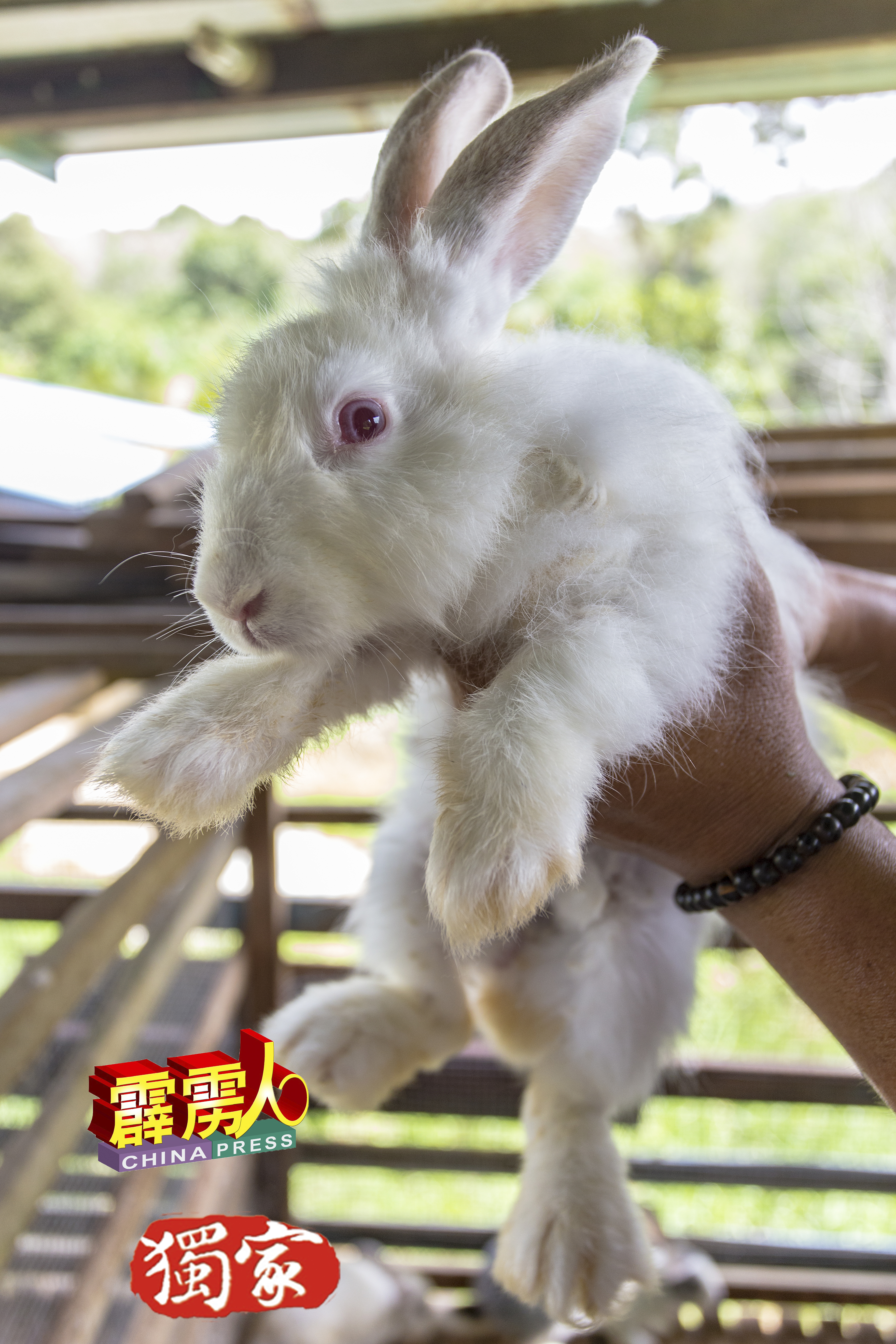 这隻可爱的白兔是红眼睛，在兔子群中独一无二。