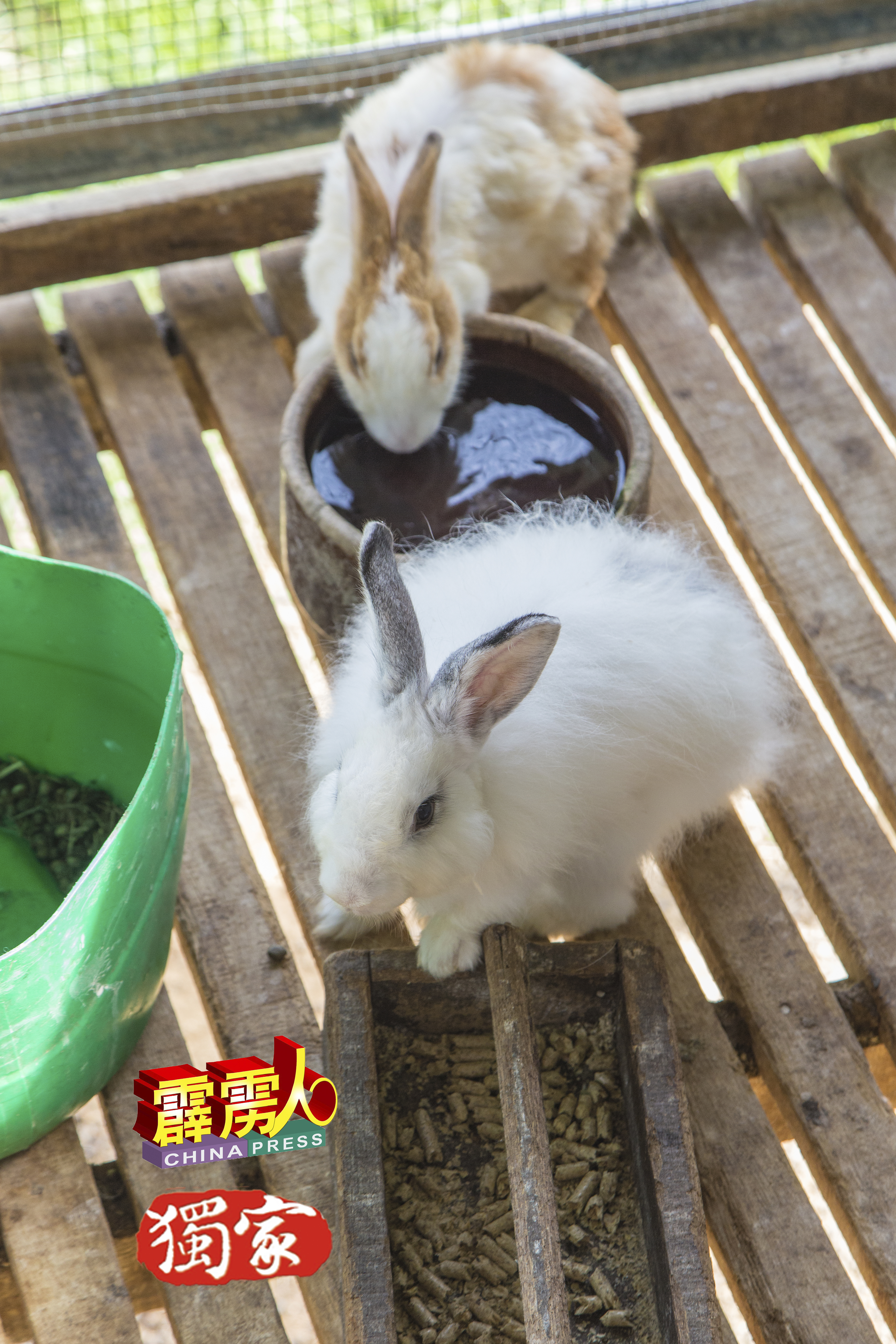 饲养兔子不麻烦也不会重本，只需要提供牠们饲料与食水即可，非常方便。