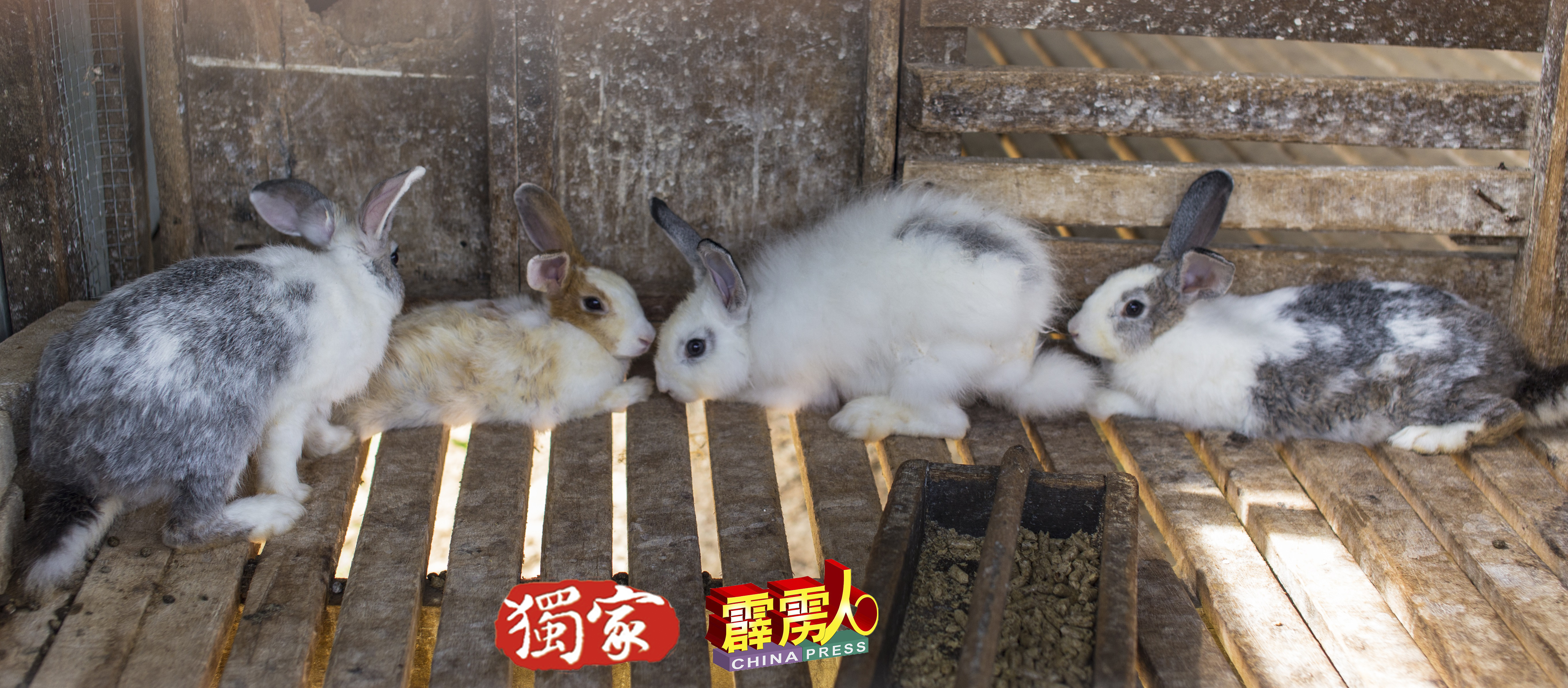 木寮存有缝隙，兔子的大小便透过缝隙坠地，不会留在窝居更卫生。