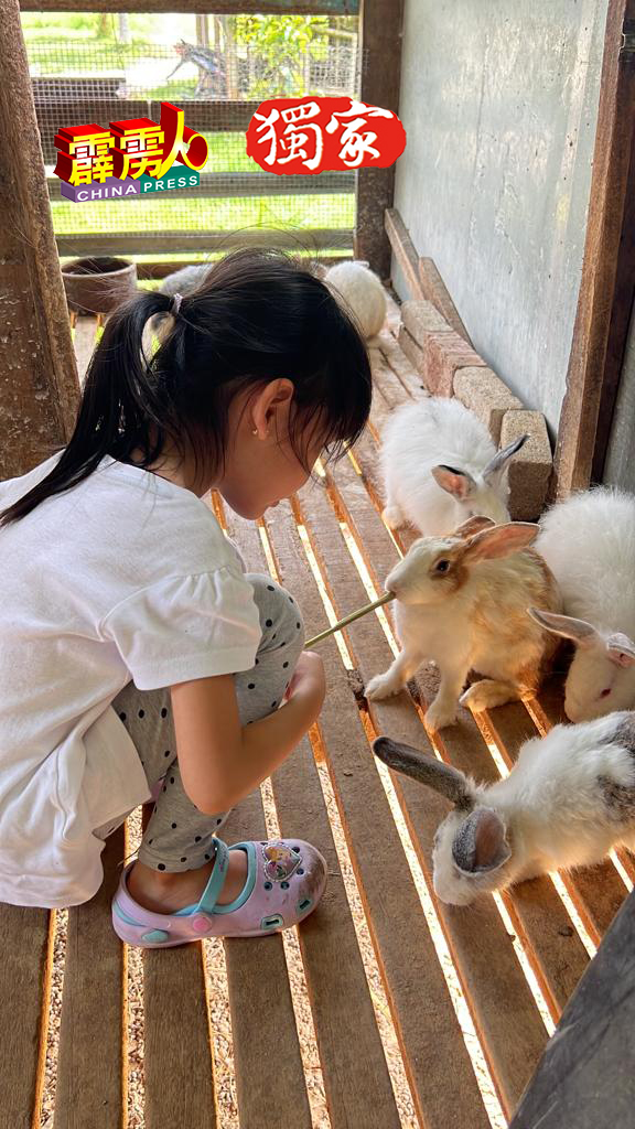 居住新加坡的小Chloe，一旦返马渡假，一定到迷你农场探望小白及其他伙伴。