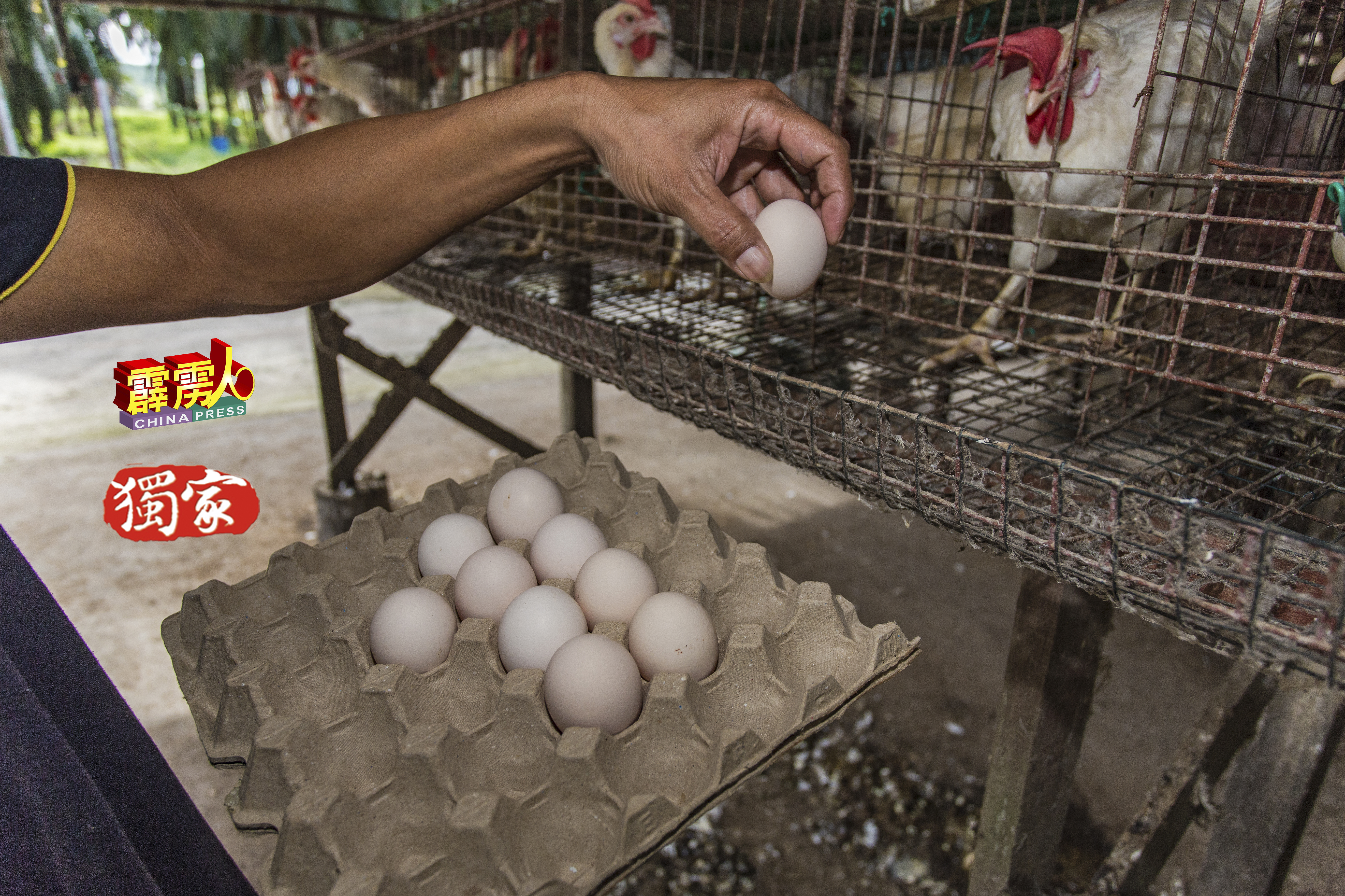 政府设定的鸡蛋顶价只限红壳鸡蛋，没有涉及白壳鸡蛋。