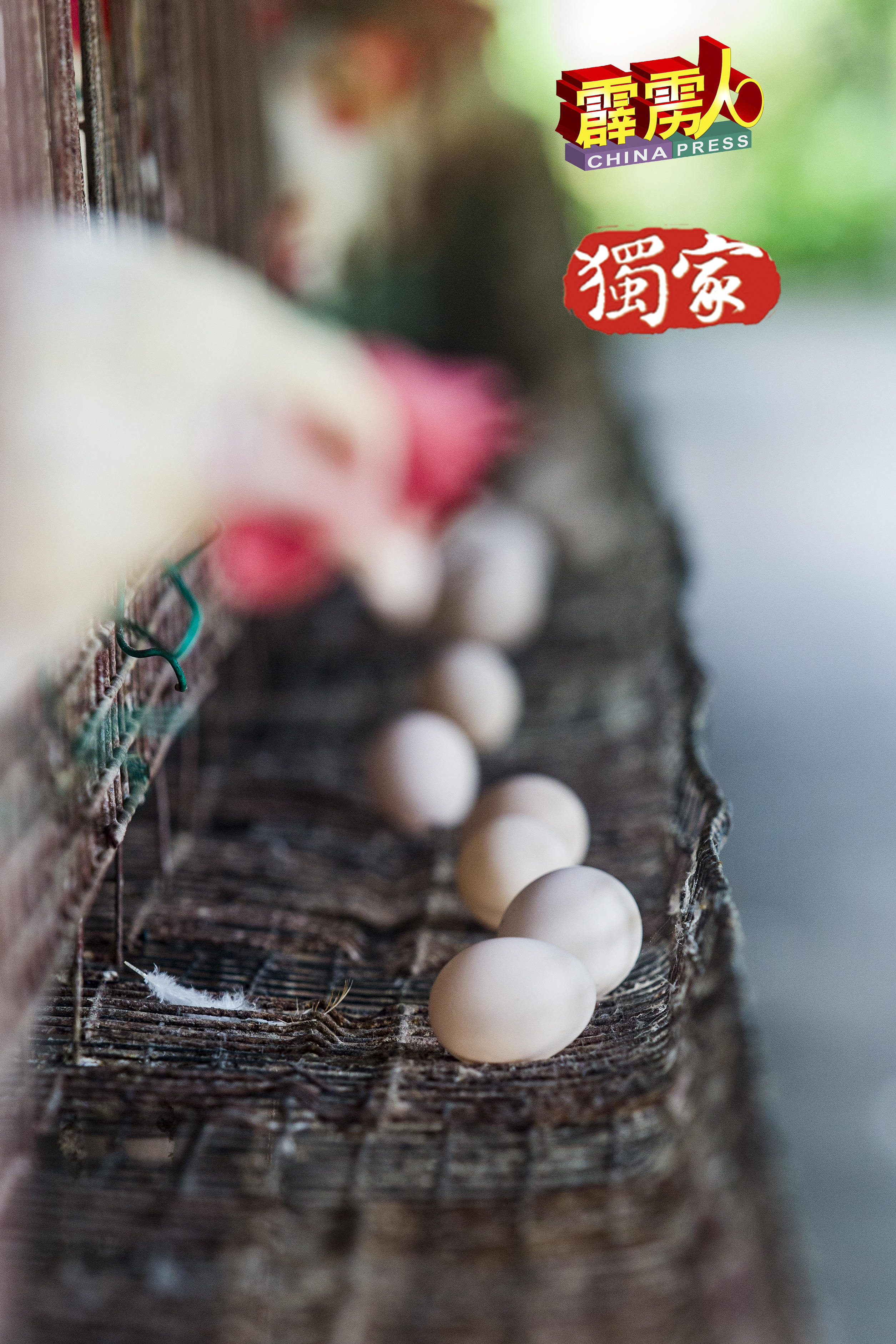 白壳鸡蛋目前的每粒批发价在近60仙至70仙之间， 比红壳鸡蛋顶价要高。