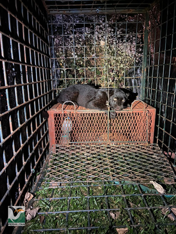 宜力野生动物保护局日前捕捉到一只黑豹。（图取自大马半岛野生动物保护及国家公园局面子书）。